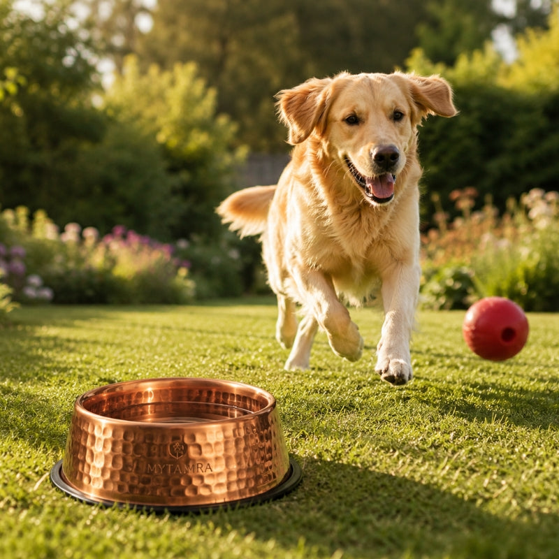 Golden retriever et gamelle en cuivre