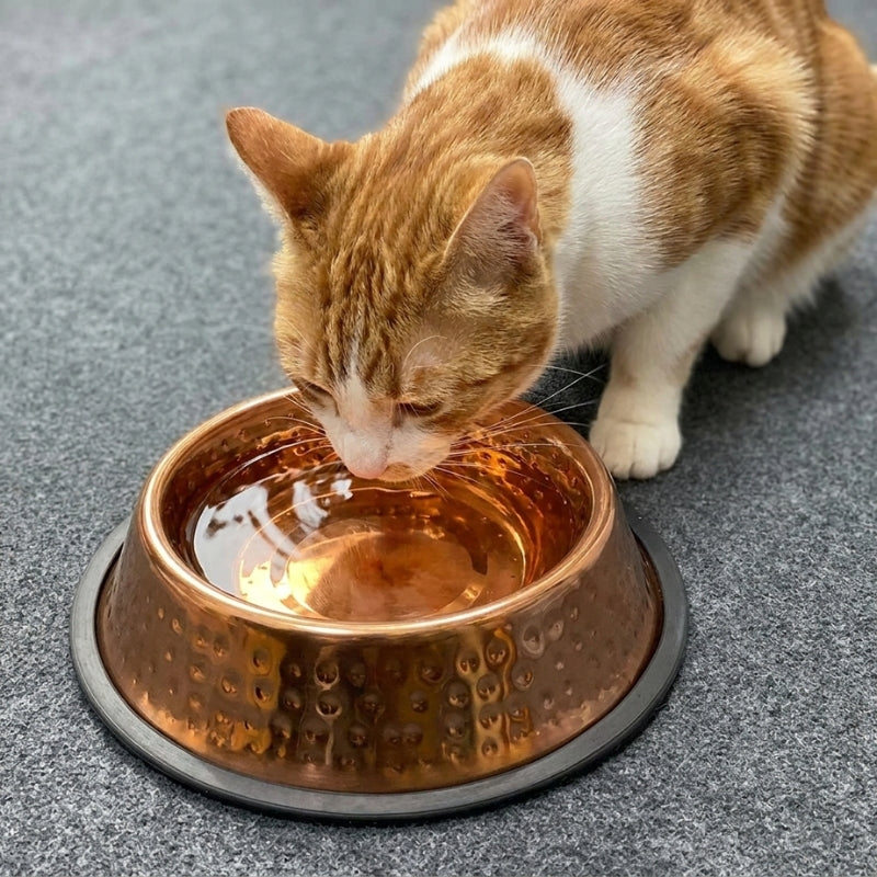 Un chat et sa gamelle en cuivre MyTamra
