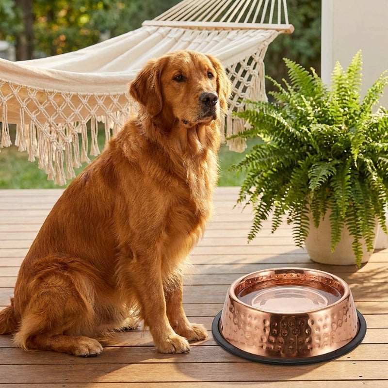 Chien avec sa gamelle en cuivre