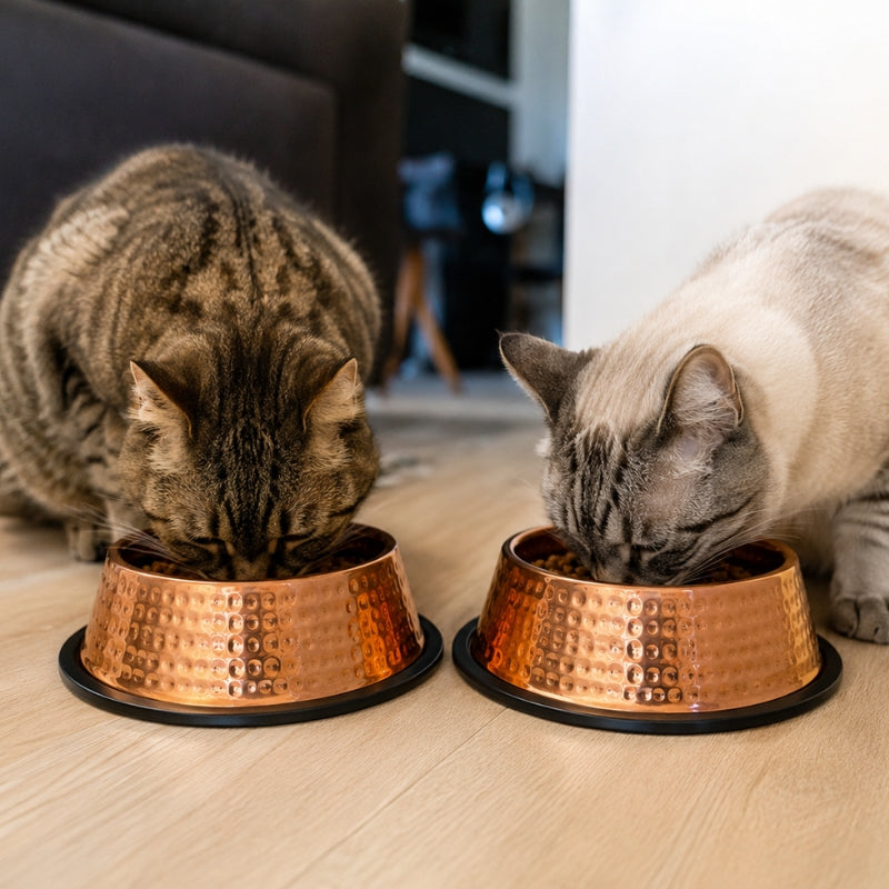 Chat roux buvant dans une gamelle en cuivre